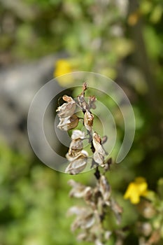 Monkey flower