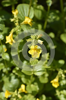 Monkey flower