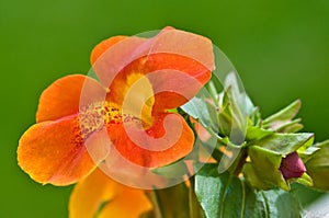 Monkey flower and bud