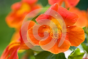 Monkey flower group closeup