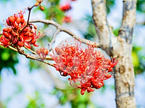 Monkey Flower Tree, Fire of Pakistan Red beautiful