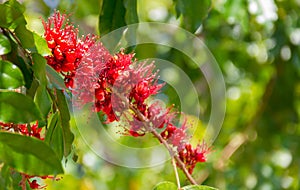 Monkey Flower Tree, Fire of Pakistan scientific name. : Phylloc