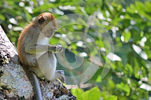 Monkey focused photo