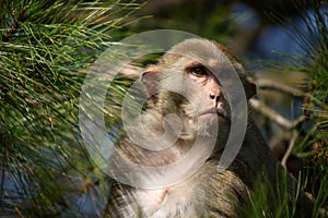 Monkey Focused on an Unseen Object