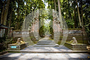 Monkey forest in Bali