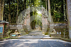Monkey forest in Bali (Sangeh)