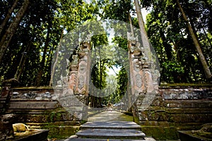 Monkey forest in Bali (Sangeh)