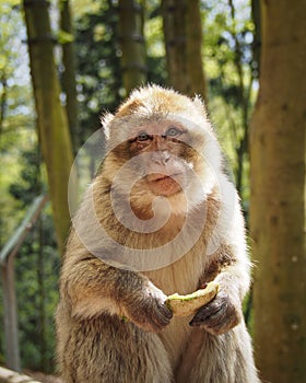 Monkey in the Forest photo