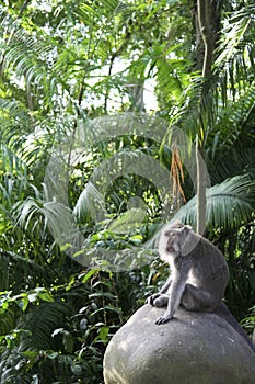 Monkey forest macaque ubud bali