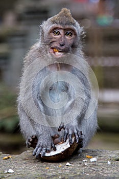 Monkey forest, ubub, Bali Island photo