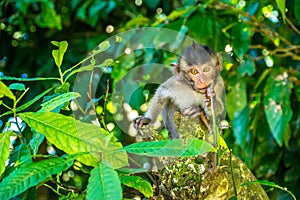Monkey forest Ubud in Bali Indonesia