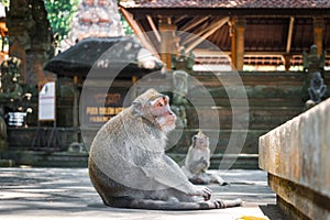 Monkey forest, Ubud, Bali, Indonesia