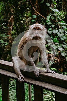 Monkey in Monkey forest, Ubud, Bali Indonesia photo