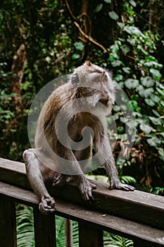 Monkey in Monkey forest, Ubud, Bali Indonesia photo