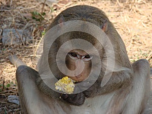 Monkey and fresh corn