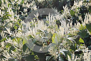 Monkey fungus knotweed invasive species in autumn bloom