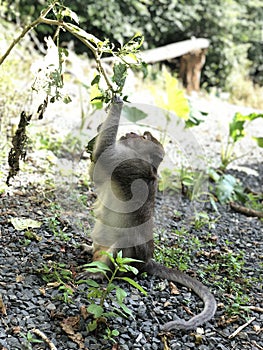 Monkey funny sagely keeps the branch on the jungle background