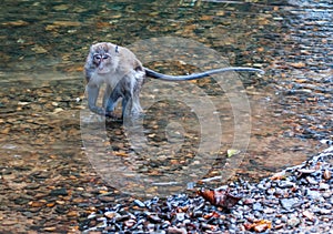 Monkey gamboling along the river in the rain forest of Khao Sok