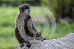Monkey Gelada Baboons Theropithecus gelada .Portrait.