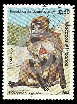 Monkey, Gelada