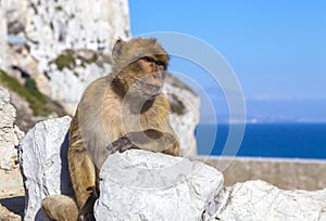 Monkey in Gibraltar, Barbary Ape