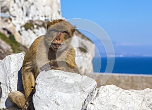 Monkey in Gibraltar, Barbary Ape