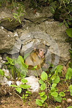 Monkey in Gibraltar poking tongue out