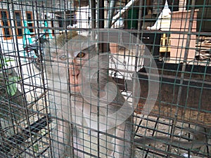 Monkey glared in focus in the a cage photo