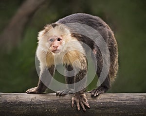 Monkey Glares Intensely at Palm Beach Zoo