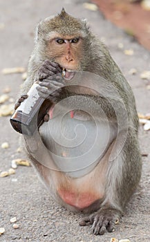 Monkey gnaw cap of bottle