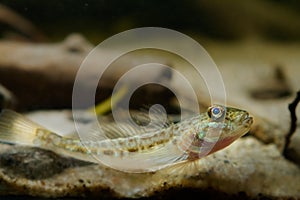 Monkey goby relax on sand bottom, cute tiny freshwater domesticated fish, endemic of Southern Bug river, highly adaptable