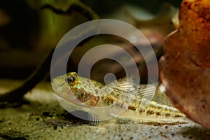 Monkey goby on sand bottom behind oak leaf litter, cute tiny freshwater wild caught in Southern Bug river and domesticated fish