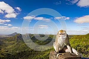 Monkey at the Gorges viewpoint. Mauritius. Panorama