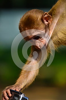 Monkey grabbing camera