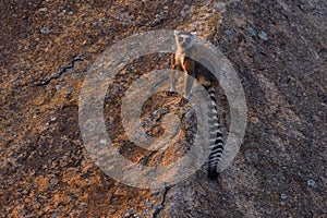 Monkey with granite rock, sunset. Madagascar wildlife, Ring-tailed Lemur, Lemur catta. Animal from Madagascar, Africa, orange eyes