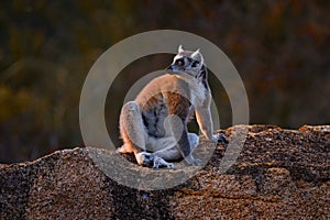 Monkey with granite rock, sunset. Madagascar wildlife, Ring-tailed Lemur, Lemur catta. Animal from Madagascar, Africa, orange eyes