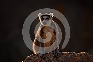 Monkey with granite rock, sunset. Madagascar wildlife, Ring-tailed Lemur, Lemur catta. Animal from Madagascar, Africa, orange eyes