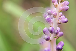 Monkey Grass flower