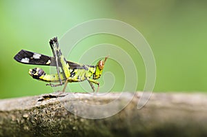 Monkey-Grasshopper
