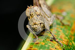Monkey grasshopper standing on a colorful leaf