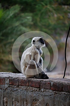 Gray monkey sitting on a wall