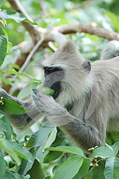 Monkey (Gray langur) eating a fruit