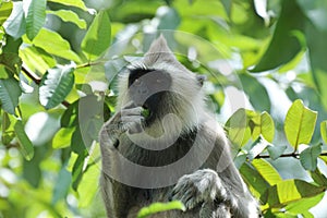 Monkey (Gray langur) eating a fruit