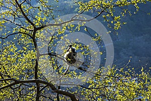 Monkey, grey langur sitting on a tree in Rishikesh, India