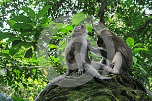 Monkey grooming fellow monkey