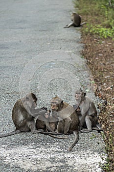 Monkey grooming in the mangrove of Monkey Island in Vietnam.