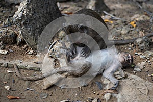 Monkey grooming in the mangrove of Monkey Island in Vietnam.