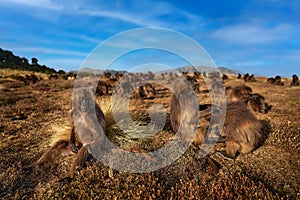 Monkey group feeding behaviour detail. Gelada Baboon with open mouth with teeth. Close-up wide portrait Simien mountains NP,