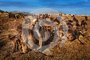 Monkey group feeding behaviour detail. Gelada Baboon with open mouth with teeth. Close-up wide portrait Simien mountains NP,