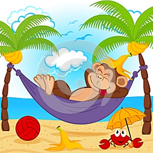 Monkey on hammock